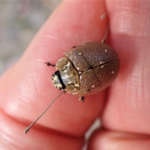 Paropsis aegrota at Molonglo Valley, ACT - 31 Dec 2022 05:30 PM