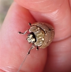 Paropsis aegrota at Molonglo Valley, ACT - 31 Dec 2022 05:30 PM