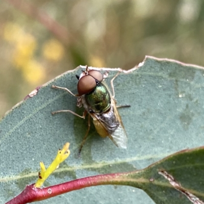 Odontomyia decipiens (Green Soldier Fly) at QPRC LGA - 31 Dec 2022 by Wandiyali
