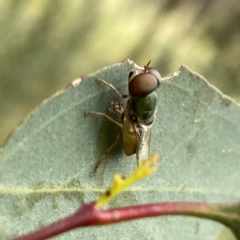 Odontomyia decipiens at Googong, NSW - suppressed