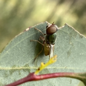 Odontomyia decipiens at Googong, NSW - suppressed