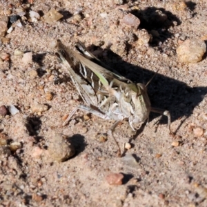 Oedaleus australis at Pambula Beach, NSW - 28 Dec 2022 08:26 AM