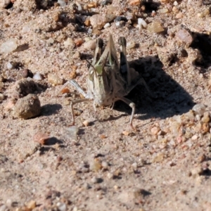 Oedaleus australis at Pambula Beach, NSW - 28 Dec 2022