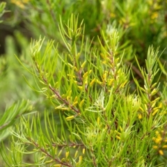 Persoonia linearis (Narrow-leaved Geebung) at Penrose - 31 Dec 2022 by Aussiegall