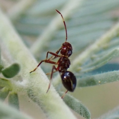 Rhyparochromidae (family) (Seed bug) at Molonglo Valley, ACT - 31 Dec 2022 by CathB