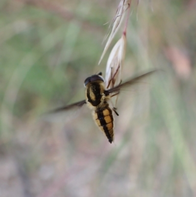 Trichophthalma sp. (genus) (Tangle-vein fly) at Molonglo Valley, ACT - 31 Dec 2022 by CathB