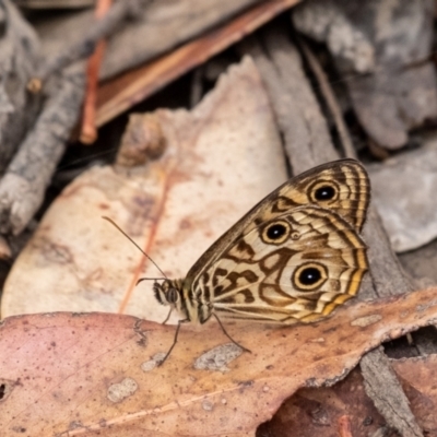 Geitoneura acantha (Ringed Xenica) at Penrose - 1 Jan 2023 by Aussiegall