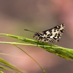 Hesperilla ornata (Spotted Sedge-skipper) at Penrose - 31 Dec 2022 by Aussiegall