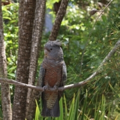 Callocephalon fimbriatum (Gang-gang Cockatoo) at ANBG South Annex - 2 Jan 2023 by amiessmacro