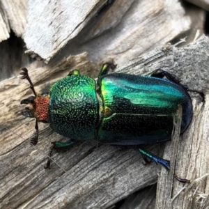 Lamprima aurata at Macquarie, ACT - 2 Jan 2023