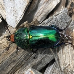 Lamprima aurata at Macquarie, ACT - 2 Jan 2023