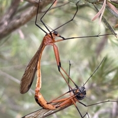 Harpobittacus australis (Hangingfly) at Jerrabomberra, NSW - 2 Jan 2023 by Mavis