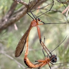Harpobittacus australis at Jerrabomberra, NSW - 2 Jan 2023