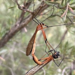 Harpobittacus australis at Jerrabomberra, NSW - suppressed