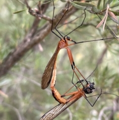 Harpobittacus australis at Jerrabomberra, NSW - 2 Jan 2023