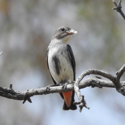 Dicaeum hirundinaceum (Mistletoebird) at Kambah, ACT - 2 Jan 2023 by HelenCross