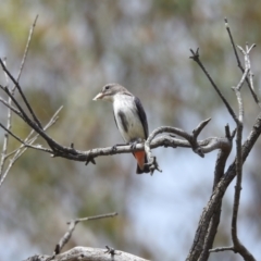 Dicaeum hirundinaceum at Kambah, ACT - 2 Jan 2023 02:44 PM