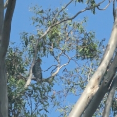 Callocephalon fimbriatum (Gang-gang Cockatoo) at Garran, ACT - 2 Jan 2023 by stofbrew