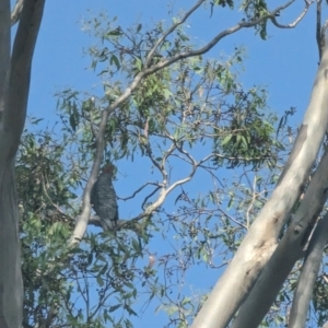 Callocephalon fimbriatum at Garran, ACT - suppressed