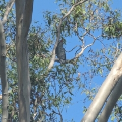 Callocephalon fimbriatum at Garran, ACT - suppressed