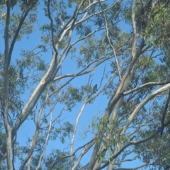 Callocephalon fimbriatum at Garran, ACT - suppressed