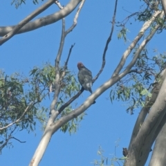 Callocephalon fimbriatum at Garran, ACT - suppressed