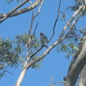 Callocephalon fimbriatum at Garran, ACT - suppressed