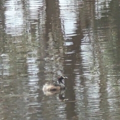 Tachybaptus novaehollandiae (Australasian Grebe) at Forde, ACT - 2 Jan 2023 by stofbrew