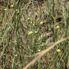 Calocephalus citreus (Lemon Beauty Heads) at Mulligans Flat - 2 Jan 2023 by stofbrew