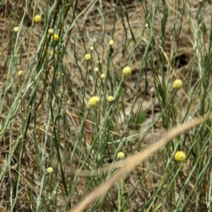 Calocephalus citreus at Throsby, ACT - 2 Jan 2023