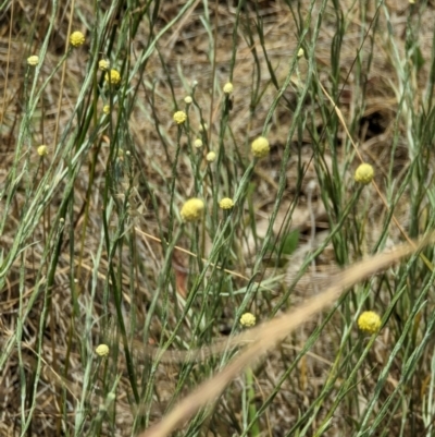 Calocephalus citreus (Lemon Beauty Heads) at Throsby, ACT - 2 Jan 2023 by stofbrew