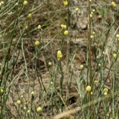 Calocephalus citreus at Throsby, ACT - 2 Jan 2023