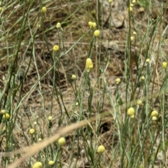 Calocephalus citreus at Throsby, ACT - 2 Jan 2023