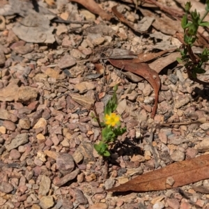 Hypericum gramineum at Forde, ACT - 2 Jan 2023