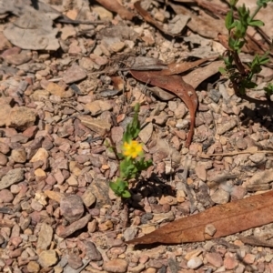 Hypericum gramineum at Forde, ACT - 2 Jan 2023 12:00 PM