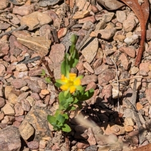 Hypericum gramineum at Forde, ACT - 2 Jan 2023 12:00 PM