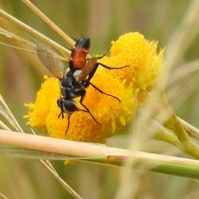 Cylindromyia sp. (genus) (Bristle fly) at Lions Youth Haven - Westwood Farm A.C.T. - 2 Jan 2023 by HelenCross