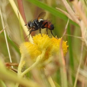 Cylindromyia sp. (genus) at Kambah, ACT - 2 Jan 2023