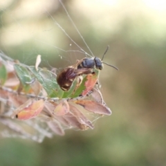 Lasioglossum (Chilalictus) bicingulatum at Murrumbateman, NSW - 2 Jan 2023