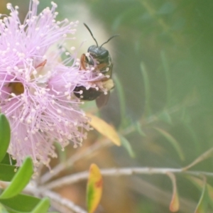 Lasioglossum (Chilalictus) bicingulatum at Murrumbateman, NSW - 2 Jan 2023