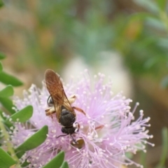 Lasioglossum (Chilalictus) bicingulatum at Murrumbateman, NSW - 2 Jan 2023 12:45 PM