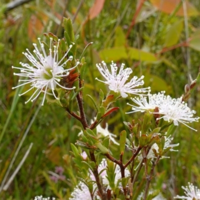 Kunzea ambigua (White Kunzea) at Boolijah, NSW - 29 Nov 2022 by RobG1