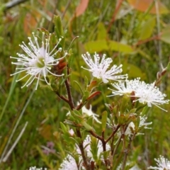 Kunzea ambigua (White Kunzea) at Morton National Park - 29 Nov 2022 by RobG1