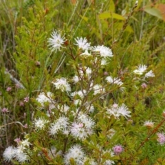 Kunzea ambigua at Boolijah, NSW - 30 Nov 2022