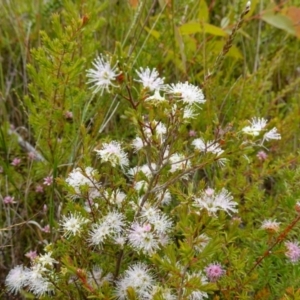 Kunzea ambigua at Boolijah, NSW - suppressed