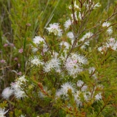 Kunzea ambigua at Boolijah, NSW - 30 Nov 2022