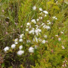 Kunzea ambigua at Boolijah, NSW - 30 Nov 2022