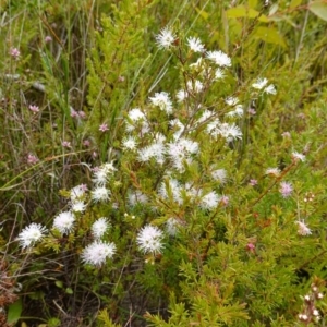 Kunzea ambigua at Boolijah, NSW - suppressed
