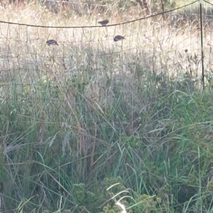 Stagonopleura guttata at Wirlinga, NSW - suppressed