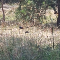 Stagonopleura guttata at Wirlinga, NSW - suppressed